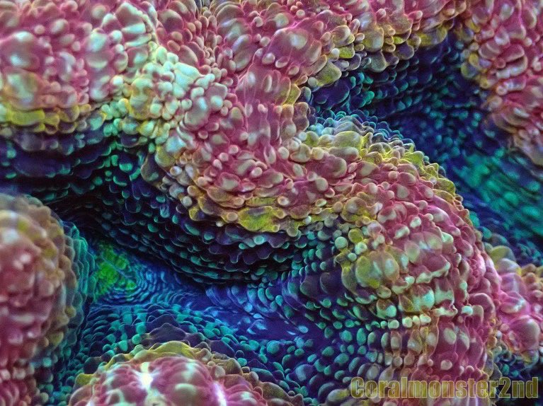 coralmonster2's tweet photo. 魅力たっぷりオオトゲキクメイシ画像更新しました✨✨

https://t.co/hgLSX4pTP4 https://t.co/osrny2HIoy