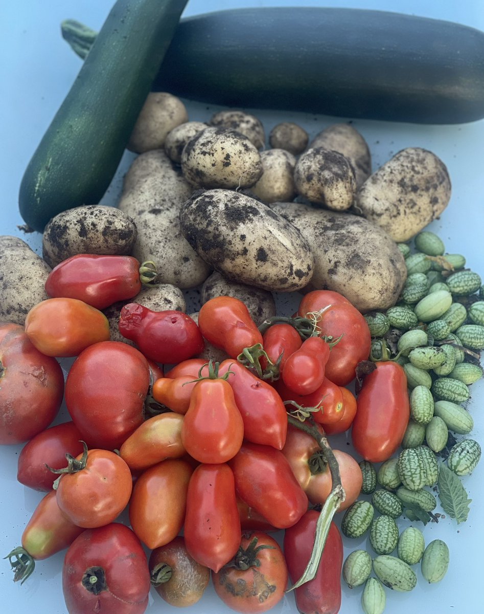 We are now in the race to see if there will be enough sunny days in between the January hail storm and the impending first frost 
#backyardveggies #backyardgarden #canberra https://t.co/cca2ILggtx
