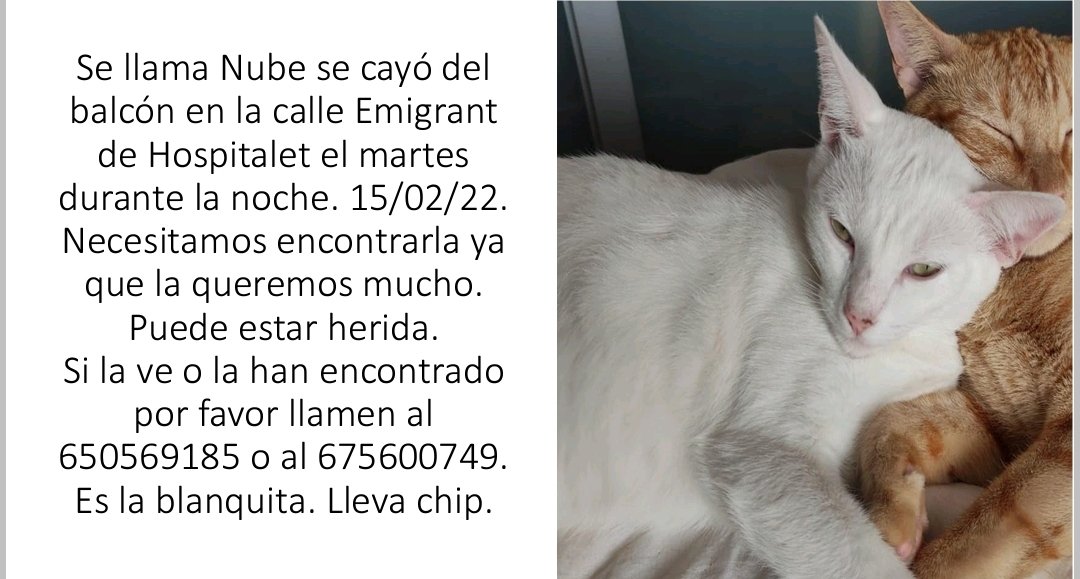 NUBE - PERDUDA A C/EMIGRANT (L'HOSPITALET, BARCELONA)
Gata blanca, amb xip, perduda dimarts 15 per caiguda des de balcó 😔.

NUBE - GATA PERDIDA EN C/EMIGRANT (L'HOSPITALET, BARCELONA)
Gata blanca, con chip, perdida el 15 de febrero al caer del balcón 😔.
#XarxaBarcelonaPerduts