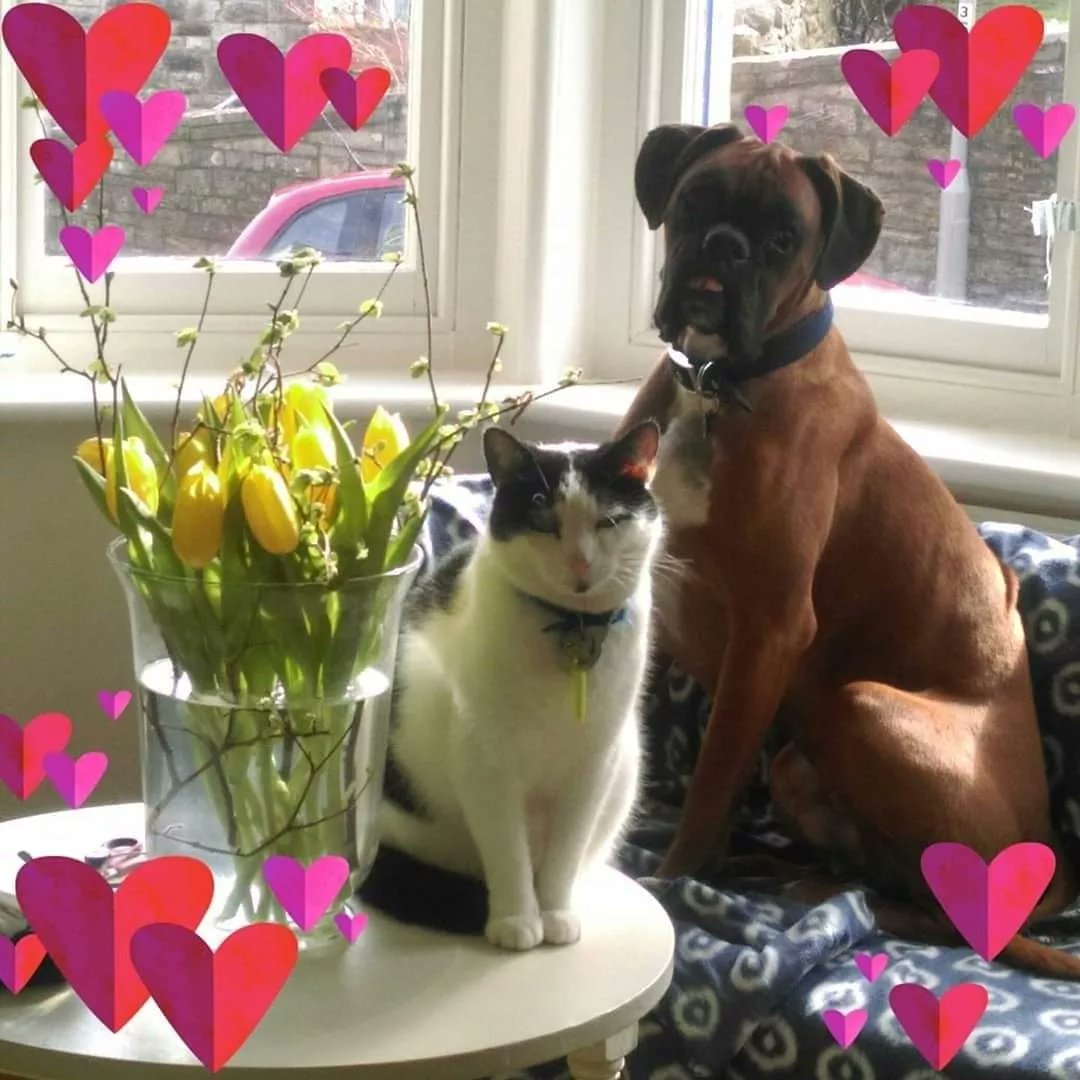 AnimalHealthUK's tweet photo. Today 20th February is #loveyourpetday
So here is a photo of my 3 boys 🐶🐱🐶💘🥰💖
Of course every day is Love Your Pet Day‼️
😘🐶🐱🐰🐭🐹🐦🐢🦎🐍🐠💗
#loveyourpetday❤️ https://t.co/0lIO0fn2UH