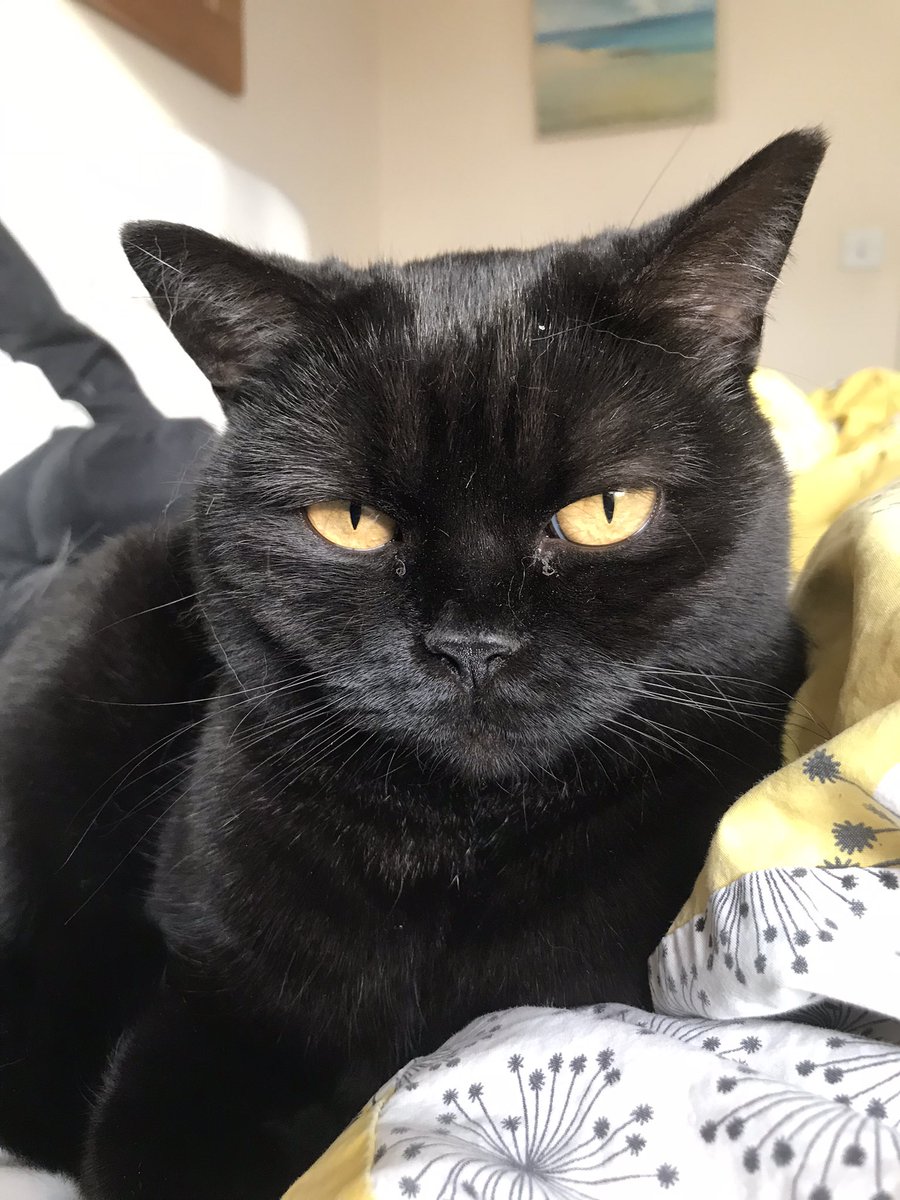 #CatOfTheDay Mindy pondering