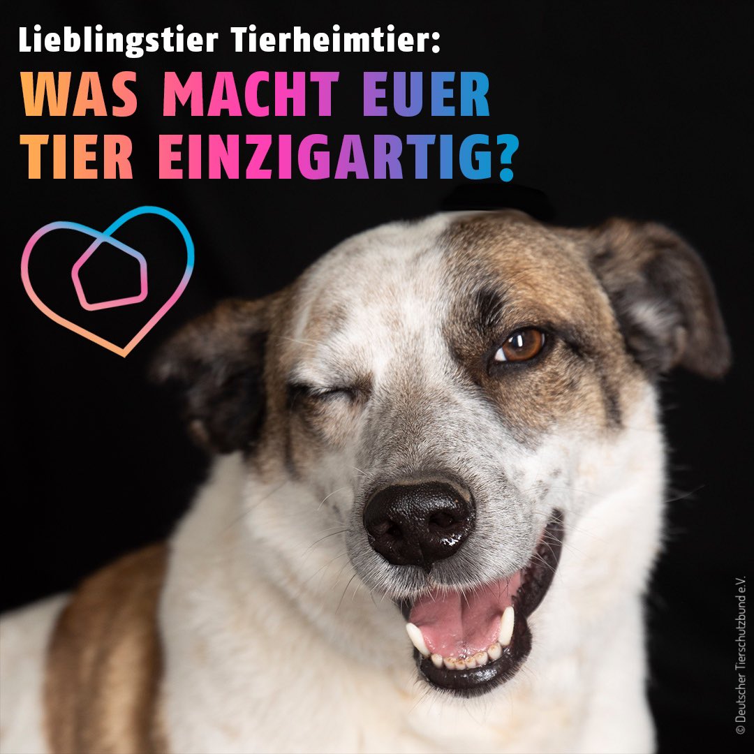 tierschutz_bund's tweet photo. Heute ist #LiebeDeinHaustierTag ❤️
🐶🐱🐭🐹🐰
Was ist an eurem #Tierheimtier besonders, welche Eigenschaft macht es für euch einzigartig?
Wir sind gespannt! 🥰
Tipps für #Hunde & #Katzen gesucht? Hier bekommt ihr unsere kostenlose #HaustierApp 👉 https://t.co/s5GVcLeJCP https://t.co/diiVDvL9VJ