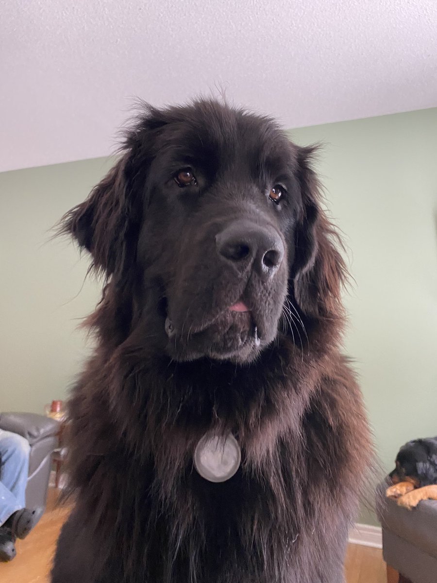 CornickJcornick's tweet photo. The face of a dog who wants some attention.  #newflife https://t.co/gIU8RWpBWG