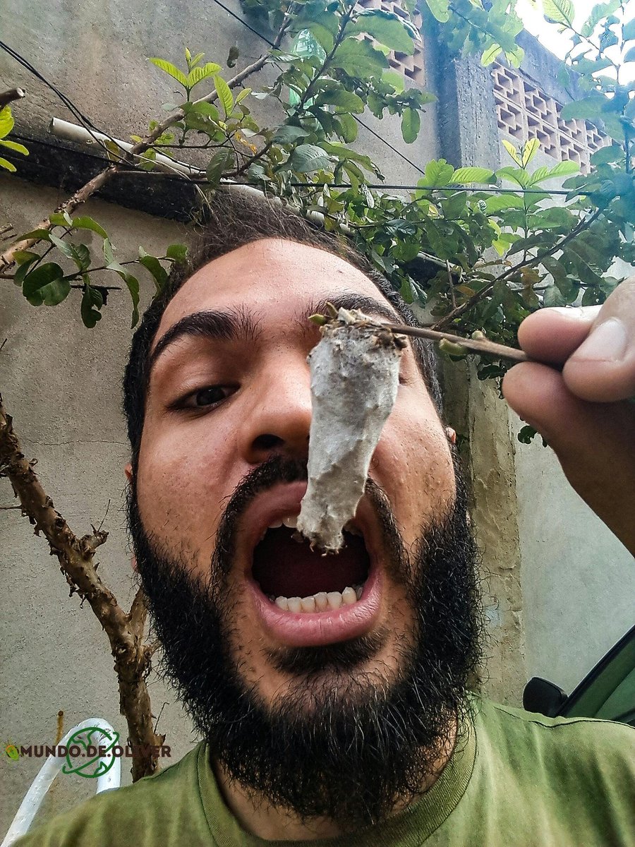 leolto's tweet photo. O Oiketicus kirbyi e um inseto conhecido como bicho do cesto, cuja presença tem sido descrita em vários países da América Central, Caribe e América do sul, atacando plantas silvestres e cultivadas
.
O bicho-do-cesto é assim chamado pois sua larva fazem um abrigo com folhas galhos https://t.co/dFYXWI7Vwr