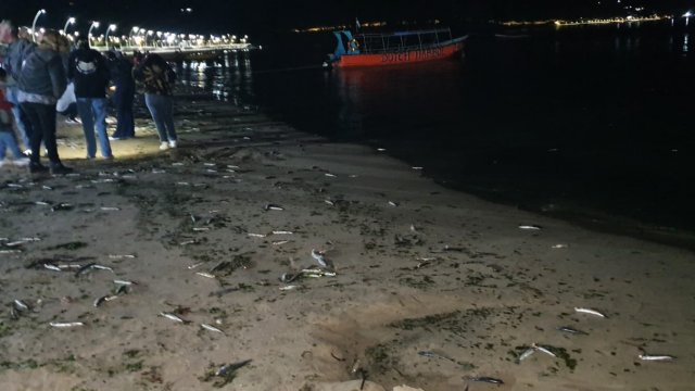 INoticias_CL's tweet photo. 📌 Detectan otra varazón, esta vez en Dichato 👉 sigue leyendo https://t.co/IlMIZFjlFb | más #noticias en https://t.co/4dSNFjJnCV 📌 #INNoticias #Detectan #varazón, #Dichato por @cooperativa https://t.co/e7T8eZZmN8