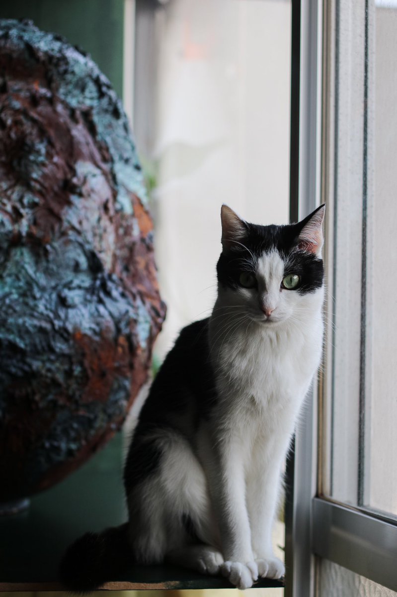 koeda_kobayashi's tweet photo. 東京藝大の院受かったので学生満喫します🐱
と、かっこいいねこ https://t.co/kXSCIjvBsF