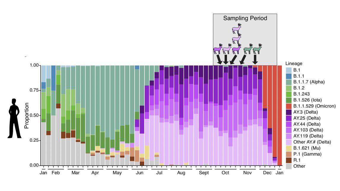 bushmanlab's tweet photo. New preprint on SARS-CoV-2 in deer in PA: first detections of alpha and delta, evidence for multiple spill overs from humans, and suggestion of long term circulation of alpha in deer.
https://t.co/G3oa4cpxr6 https://t.co/v4EBvCxIEE