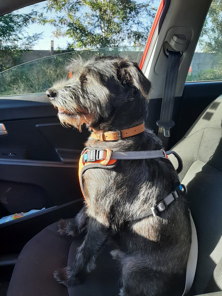 piskita_'s tweet photo. #alerta te amamos 💖 #miloki lo adoptamos y fue la mejor decisión eres lo mejor https://t.co/fVx0hrIRhe