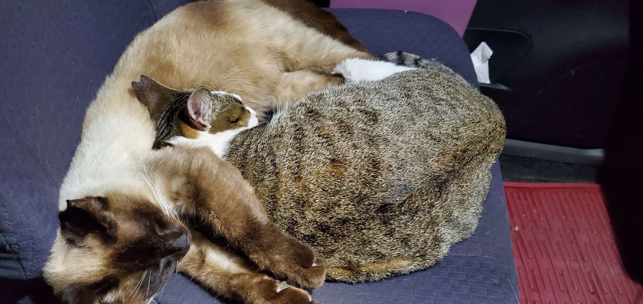 تويتر Tーたわたワタ على تويتر はいサーい 夜の萌え萌えキュンキュンのお時間です 今日はうちのネコちゃん達でき ゅんきゅんしてください にゃん にゃん コロコロ きゅんきゅん きゅ ン T Co Novgygjicg