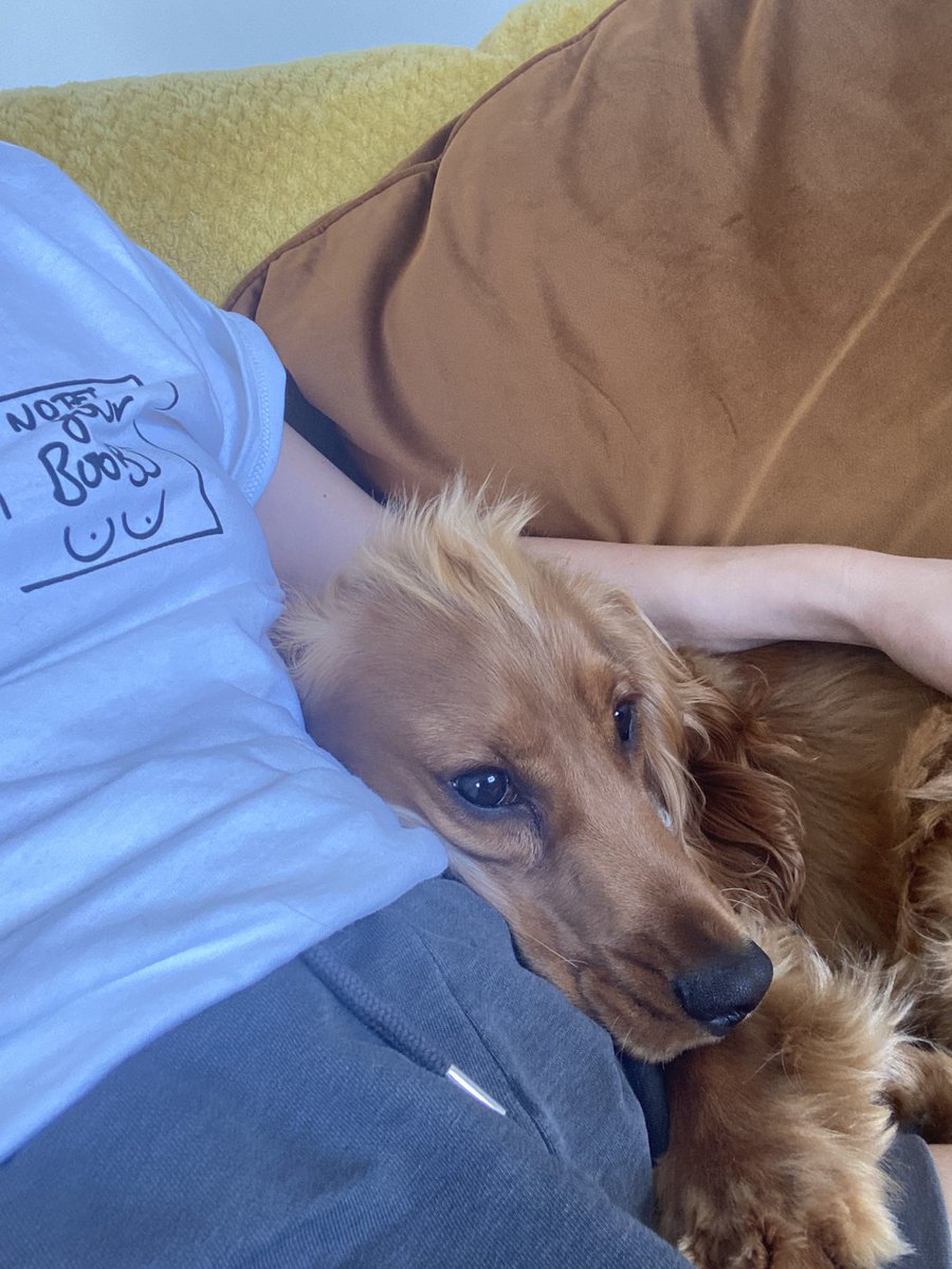 FlossyRiddle's tweet photo. @DameLynneOwens #NationalLoveYourPetDay It would be hard not to love this face everyday 💙 https://t.co/2bpzXu7bYH