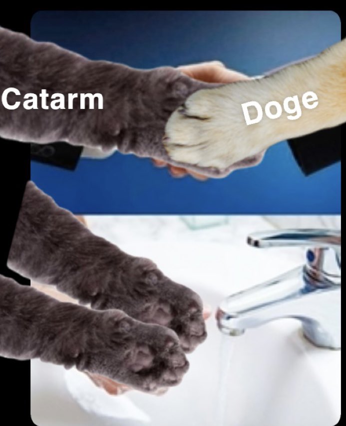 mon_k_ey_'s tweet photo. reminder: after you get in touch with a #doge paw please wash those #catarms (those paws can be very nasty). #CATARM #doge #BNB #bsc #meme @CatArmCoin https://t.co/V3Al3BhUCu