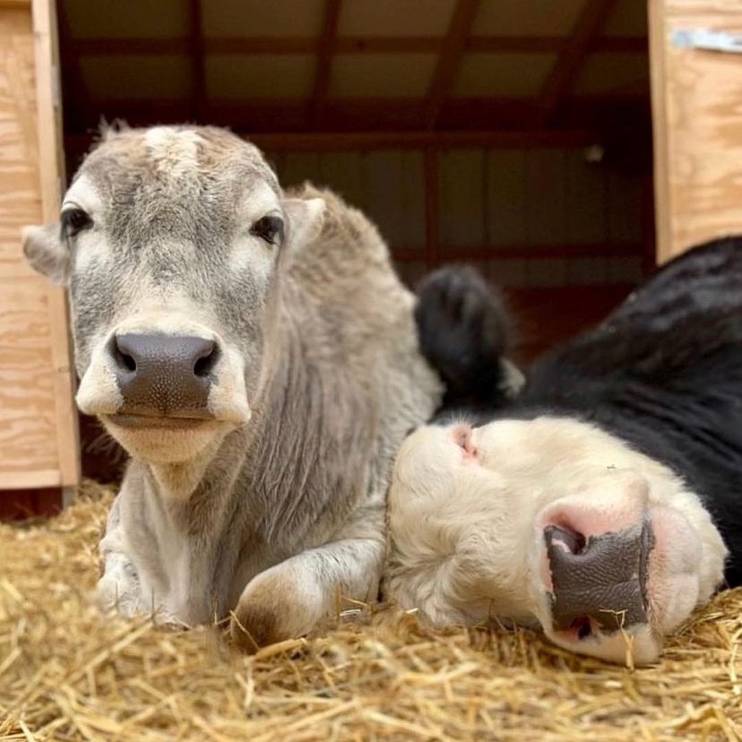 CowoftheDay1's tweet image. 📅 20th February 2022
🐮 Harpo and Buddy
🏷️ Instagram/iowafarmsanctuary
💕 #animaloftheday