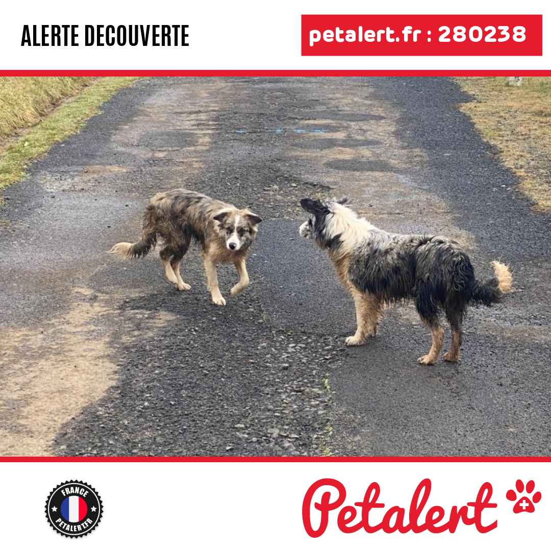 petalert_france's tweet photo. Trouvé #Chien #Ardeche #Mariac #Petalert  #PetAlert07 / https://t.co/TOQMZVloKm https://t.co/eWiHbhLatd