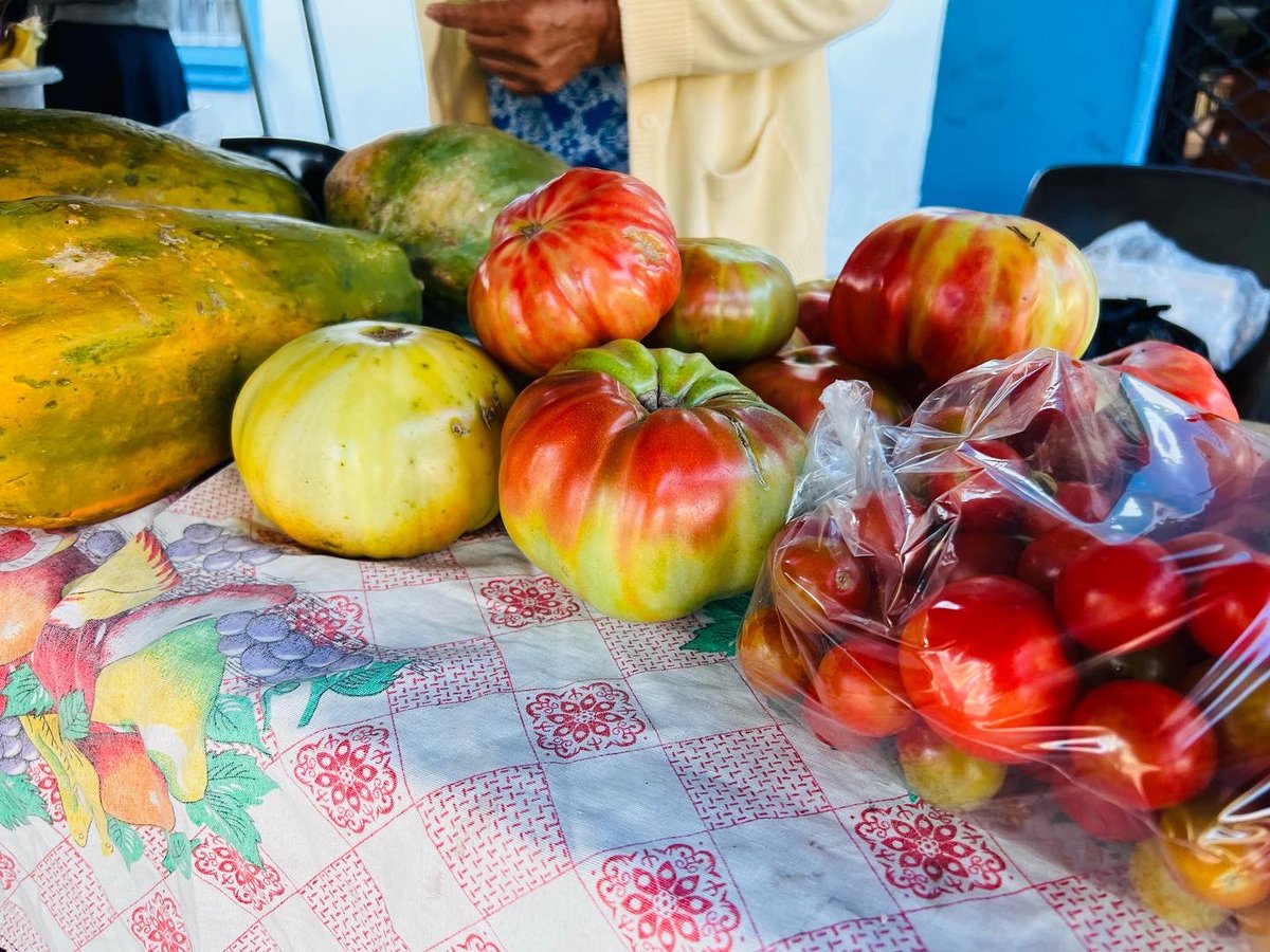 SantoTomassv's tweet photo. Ven y disfruta de los productos frescos y de calidad que nuestros agricultores tienen para ti. 

🥬🥕🍅🫑🧅

Consume producto local #SantoTomásLoNecesita https://t.co/8hU7GNAMNm