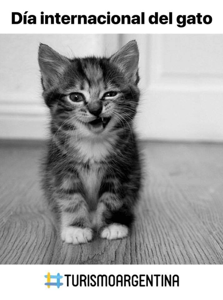 Cada gato tiene su propia magia depende de cada uno de poder verla 🐱 

¿Alguno de ustedes tiene o conoce algún gato viajero?✈️