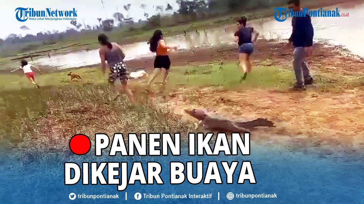 tribunpontianak's tweet photo. ®️🔴Sejumlah warga yang tengah asyik panen ikan menggunakan jaring, geger lantaran dikejar seekor buaya.
https://t.co/H6F06qYgbx
#Panen #Ikan #Dikejar #Buaya #Jaring #Nelayan
STNK Ngerasa Hari Minggu Rainbow Puas Thomas Chan Minyak https://t.co/HM66ukCGNb