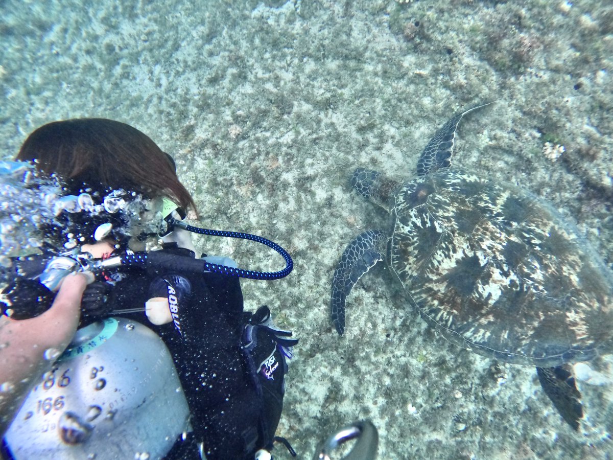 fu_everyday's tweet photo. #Taiwan #台灣 #小琉球 #seaturtles #海龜 
#潛水優惠 #住宿優惠 #平日限定
住宿和潛水 Homestay and Diving
LINE：staysalty2019
Instagram：staysalty2019
🔗 https://t.co/QE2s4NTtdB

🏠🛏住宿
🤿『無證照限定』體驗潛水 Discover scuba dive
🤿潛水證照課程 Diving license
🤿旅遊潛水 Fun diving https://t.co/7HtcDbdw5Y