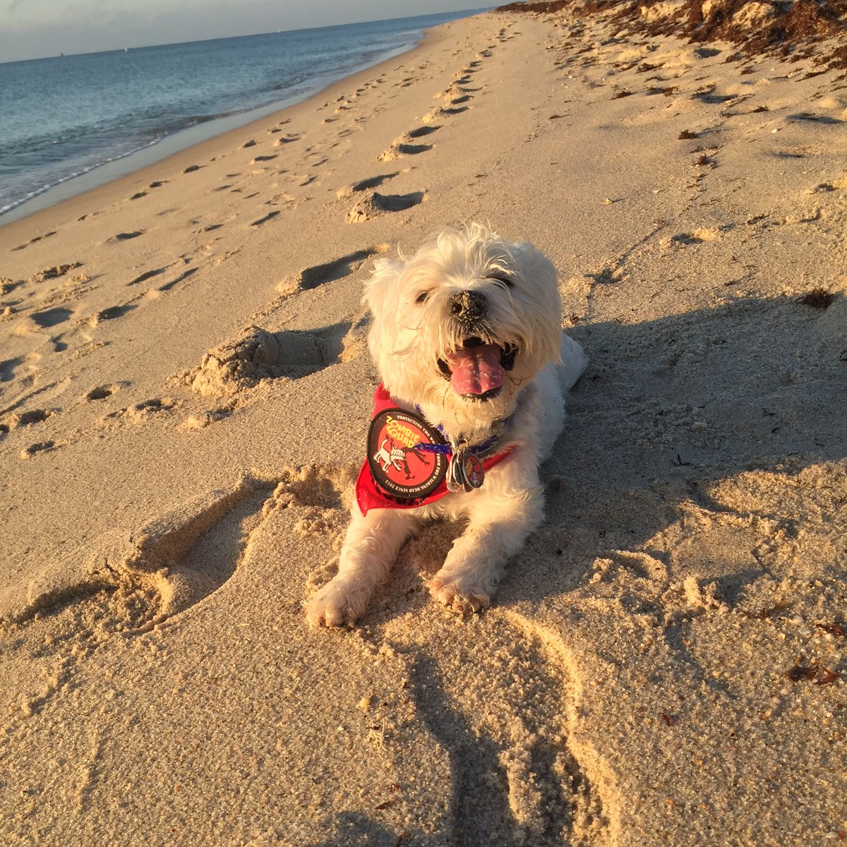🐶 GENERAL SHORTCAKE tweet media