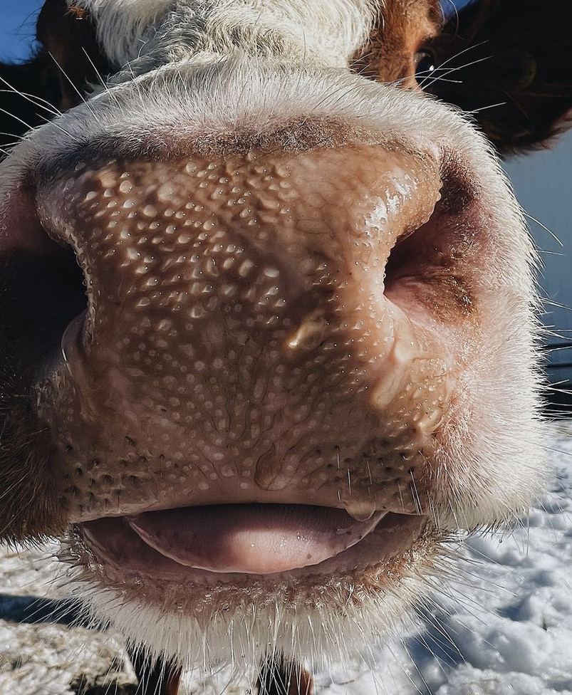 📅 27th February 2022
🏷️ Instagram/svn.acres
💕 #animaloftheday