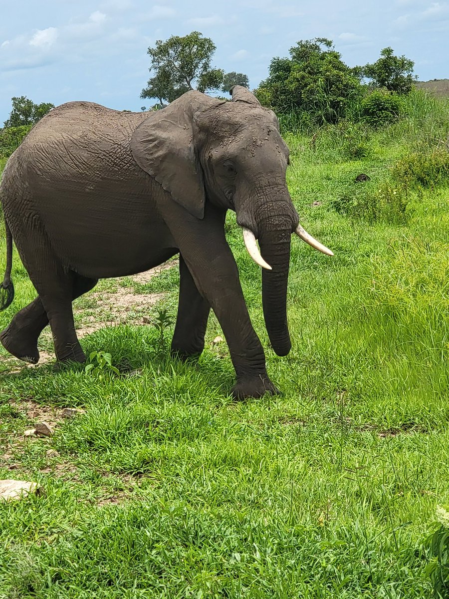 Mbifulco94's tweet photo. Safari day 2 https://t.co/91mLcplq4H