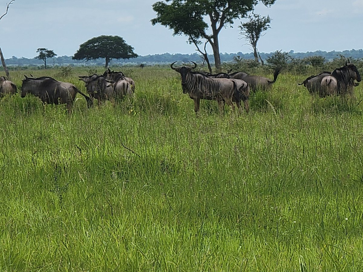 Mbifulco94's tweet photo. Safari day 2 https://t.co/91mLcplq4H