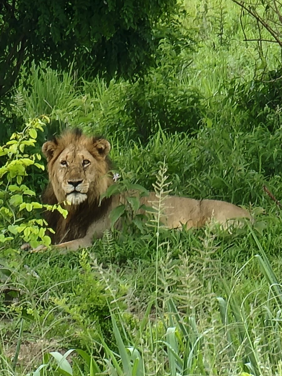 Mbifulco94's tweet photo. Safari day 2 https://t.co/91mLcplq4H