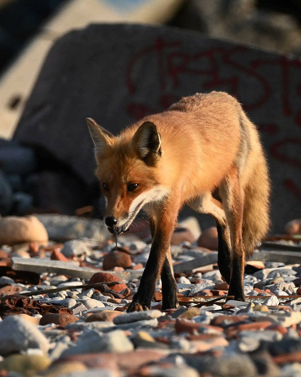 olimoormanphoto's tweet photo. A #fox working hard to keep it's family fed, note the unfortunate little critter in it's mouth #wildlife #nature #wildlifephotography #foxes @ROMtoronto #ROMwpyON #NaturePhotography #Toronto #canadianwildlife #sharecangeo https://t.co/kX95OnlKan