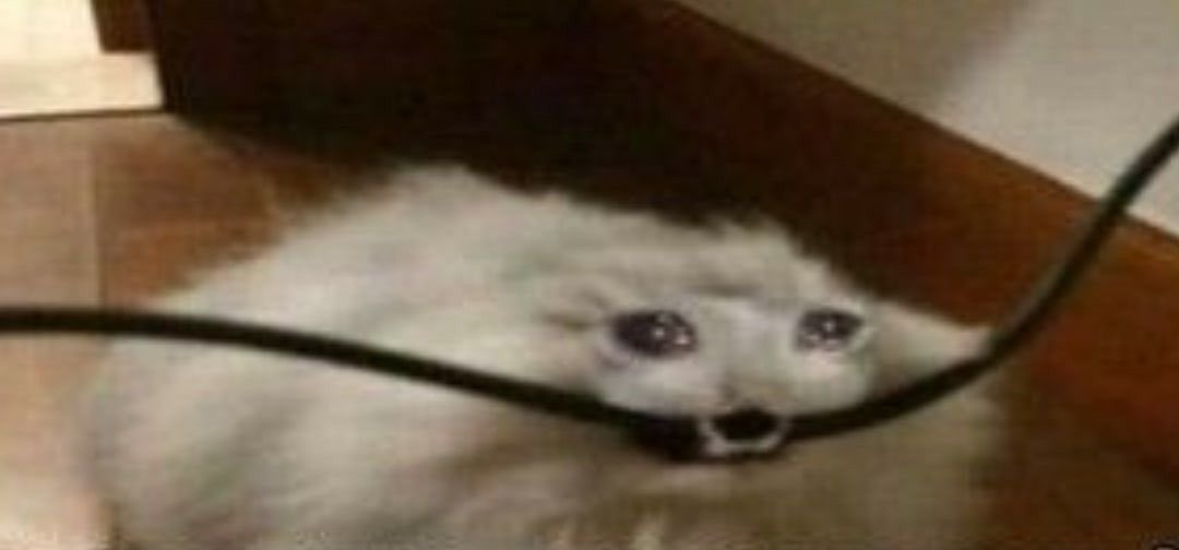 Кот за решеткой. Кот грызет мем. Кот грызет мем. Котик укусил монитор. Котик в клетке.