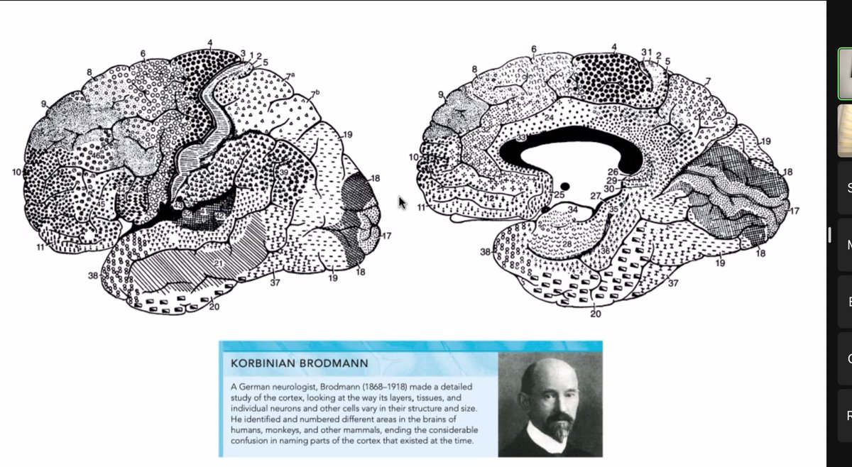 Cuneatos's tweet photo. Continuando con el Diplomado de Neuroanatomía Funcional con orientación clínica con tema de Corteza Cerebral por el Dr. Wilmer Peña 🇻🇪. Domingos neuroanatómicos 🧠🙌🏻 https://t.co/RZGlGMKrJ2