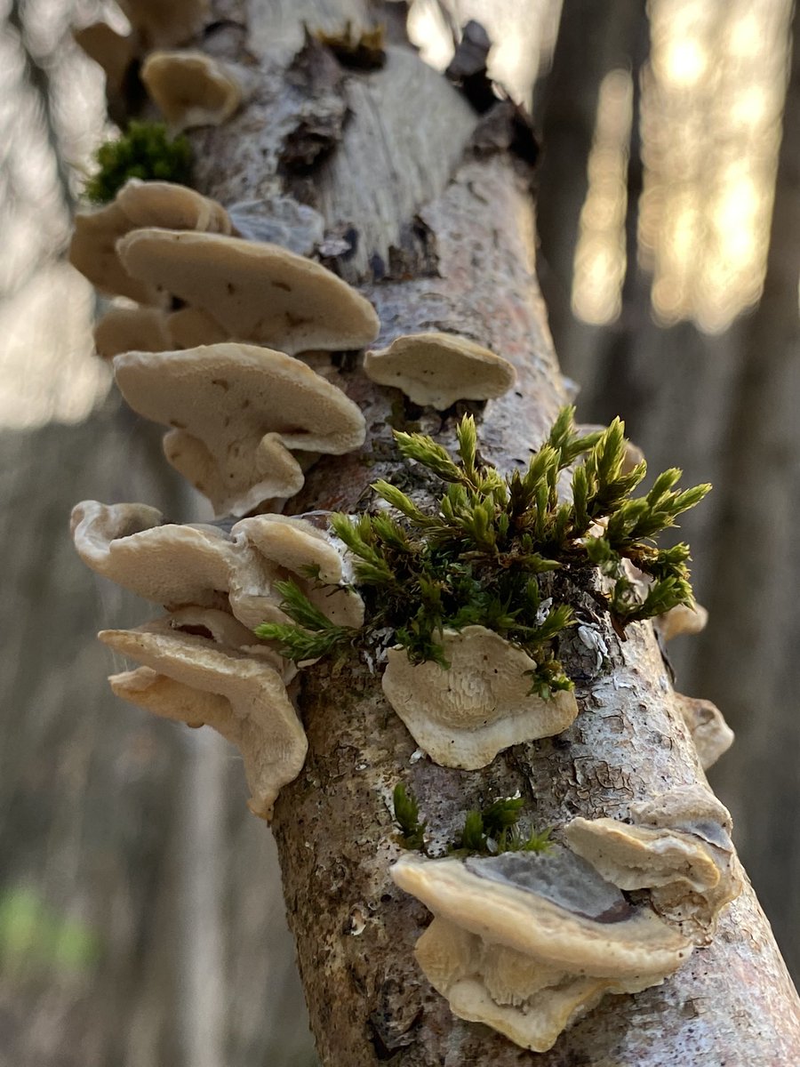 r_schillings's tweet photo. Ein bisschen was von allem an diesem Wochenende. #Moos #moss #Pilze #fungi #pixiecups https://t.co/qsnAw7QTCM