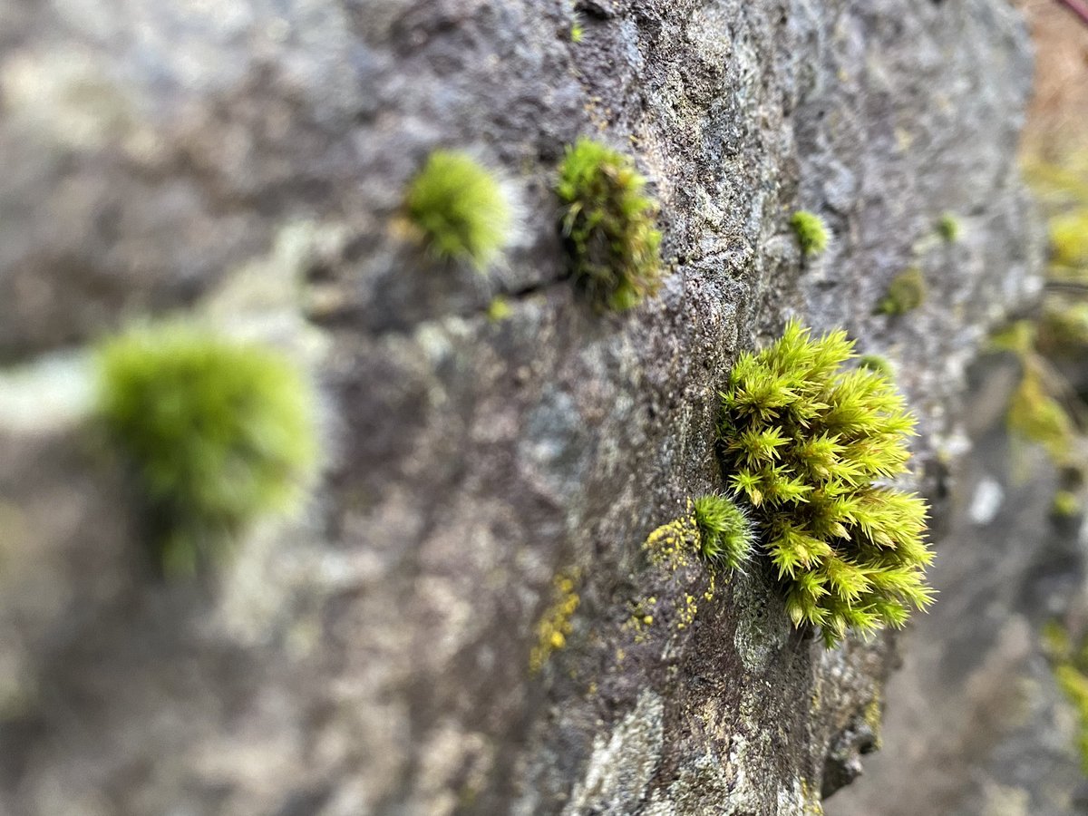 r_schillings's tweet photo. Ein bisschen was von allem an diesem Wochenende. #Moos #moss #Pilze #fungi #pixiecups https://t.co/qsnAw7QTCM