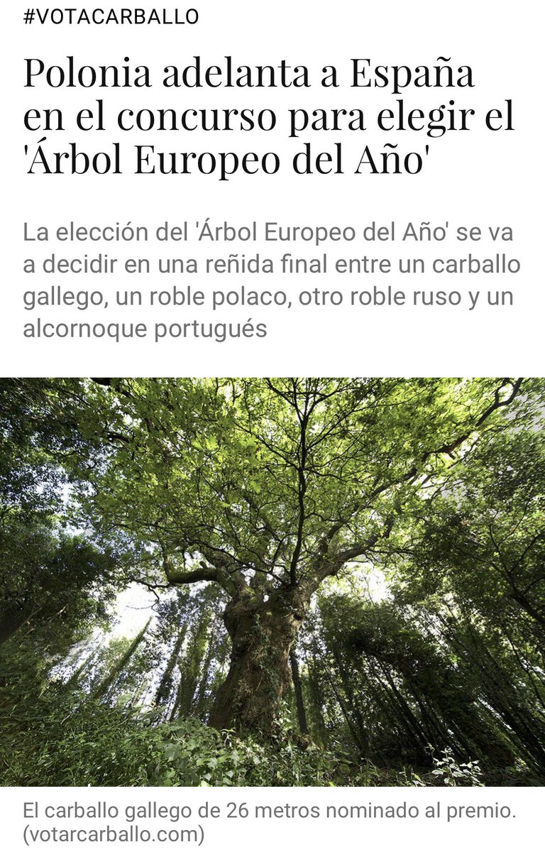 🌳  Ha sido testigo silencioso durante 250 años de grandes momentos de nuestra historia y ahora, el #carballodeconxo , está cerca de convertirse en el mejor árbol de Europa. ¡Votad! treeoftheyear.org/Stromy/Oak-of-…
🌳 🌳 🌳 🌳 🌳 🌳 🌳 🌳 #votaCarballo <a href="/MandaCarballo/">Carballo Banquete de Conxo</a>