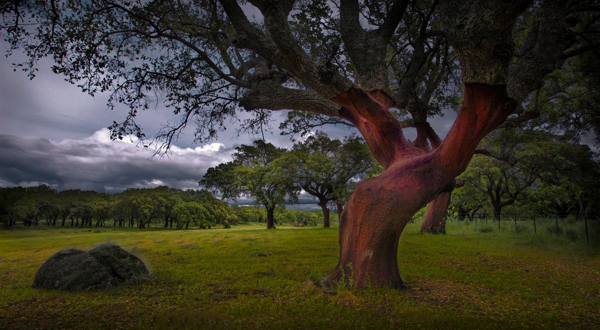 FBiodiversidad's tweet photo. Un equipo internacional de investigadores ha cifrado en 73.300 las especies de árboles que existen en todo el mundo, de las cuales 9.200 están aún por descubrir 🌳🌲🌴

Desgraciadamente muchas variedades están amenazadas por la deforestación y el #CambioClimático.

#Biodiversdad https://t.co/HJBrCumqjM