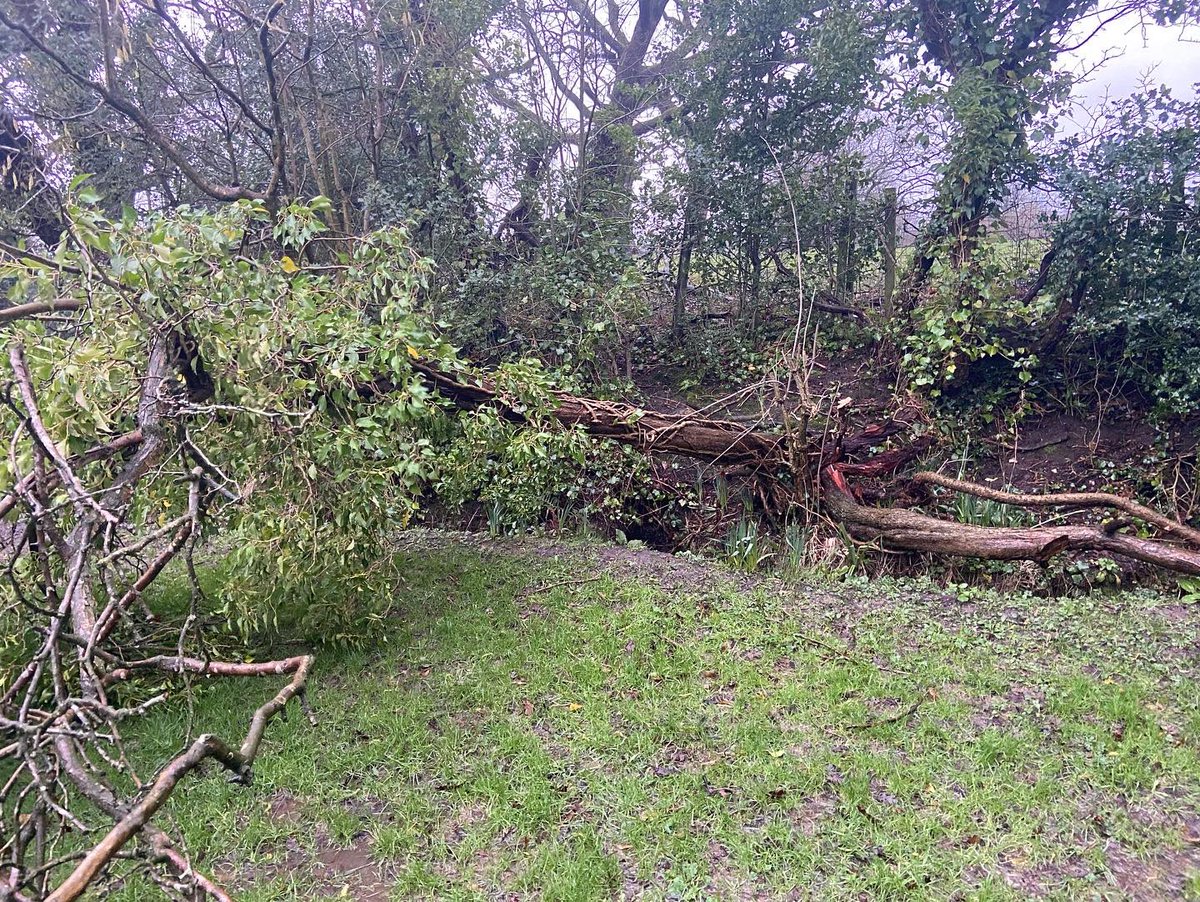 Cheers for bobbing in Eunice 🌳💨💨💨