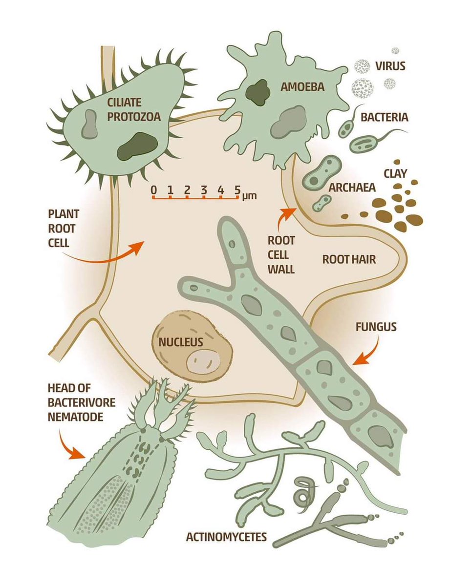 Ronald Vargas tweet media
