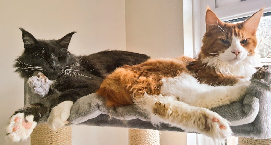 CoonKittys's tweet photo. And they call it kitty love 💙💙
#mainecoon #CatsOfTwitter #cute #catsofinstagram #SundayMorning #love #Cat #cats https://t.co/mqjJq9TWzA