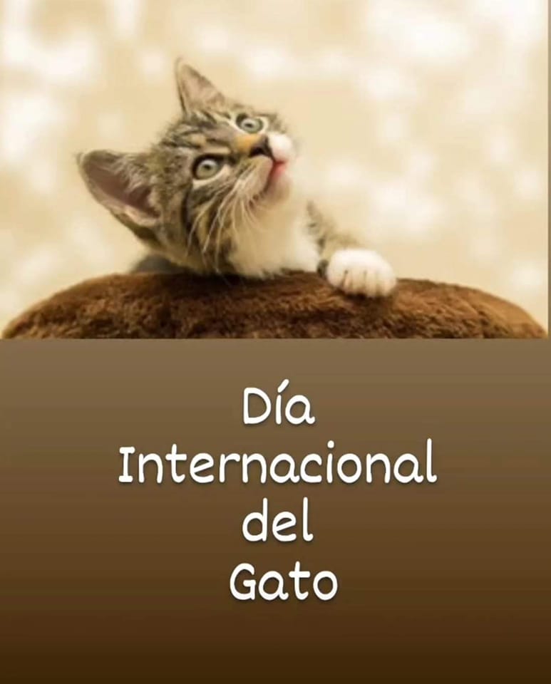 maneltorresestr's tweet photo. Doble ración a los gatitos en su día https://t.co/qcGXhNTxk0