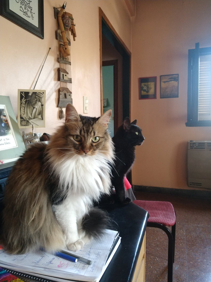 guidipat's tweet photo. Compañeras no humanas #diadelgato https://t.co/Tdfu7ZE88n