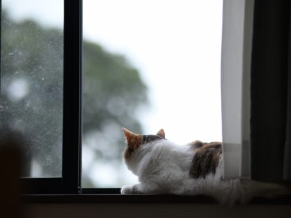 PETomorrow's tweet photo. 完全室内飼いでも、猫の気分が天気に左右される理由 - https://t.co/pkhARajcT2

#猫　#雨 https://t.co/m43WN7YOuG