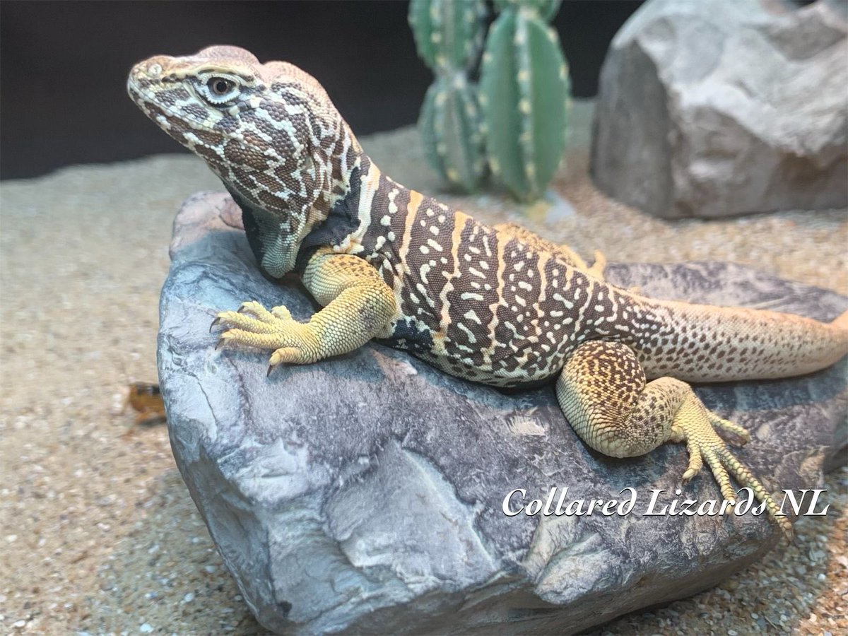LodeRaaphorst's tweet photo. Male Crotaphytus Insularis, the Black collared lizard ore Eastern collared lizards even called the Desert collared lizard. Beside him a male Crotaphytus Vestigium, the Baja California collared lizard ore Baja black collared lizard. You can see the difference’s? https://t.co/VXpWK2NfPB