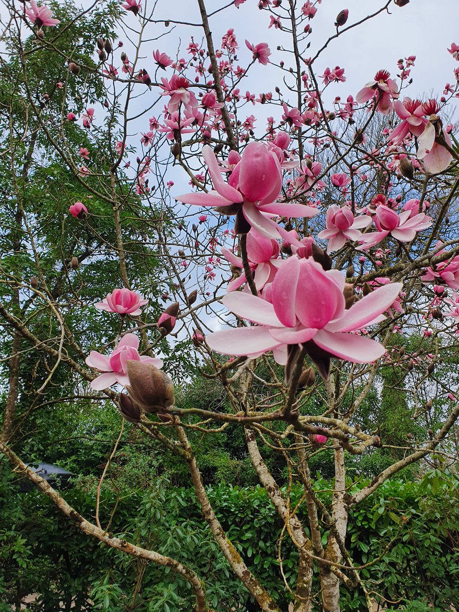 HeliganGardens's tweet photo. We're aware that many of our neighbours  are currently without power.

If you are affected by these outages, please pop along to see us.

The Heligan Kitchen is open until noon for a chance to charge phones, grab a complimentary hot drink and to warm up by our roaring log burner. https://t.co/u5fXs5pUv7