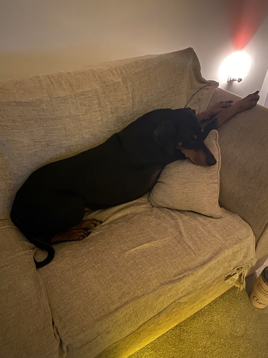 ClareRidley1's tweet photo. #nationalloveyourpetday #doberman #dog https://t.co/2yovvs7EWJ