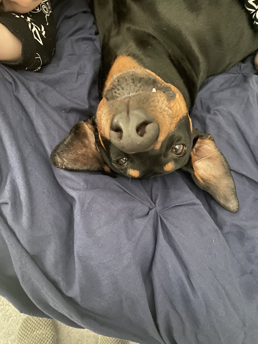 ClareRidley1's tweet photo. #nationalloveyourpetday #doberman #dog https://t.co/2yovvs7EWJ