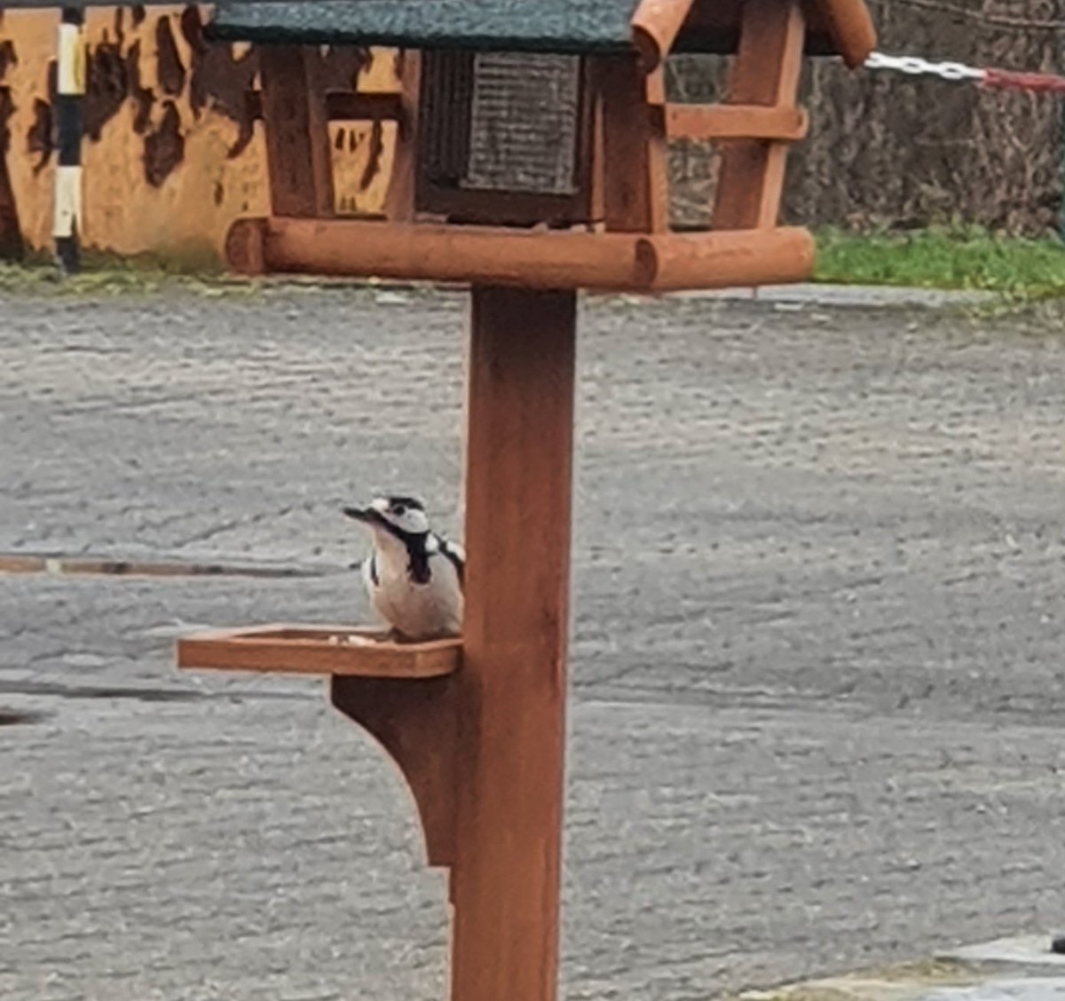 NAMEWIRDGELADEN's tweet photo. Neue Sichtung am #Futterhaus :
Bisher waren nur Grünspechte da, heute kam auch mal ein Buntspecht vorbei. Macht dann 6 Vogelarten die regelmäßig vorbeikommen❤ https://t.co/XAiVg8zUir