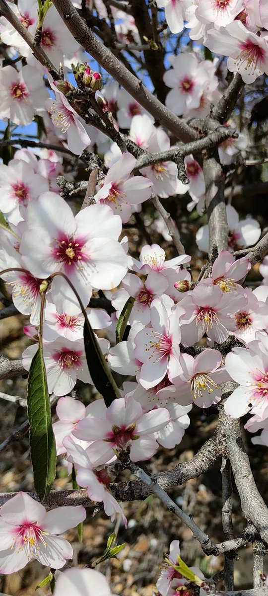 Almendros en flor. Sierra de las Nieves. Guaro, Málaga.