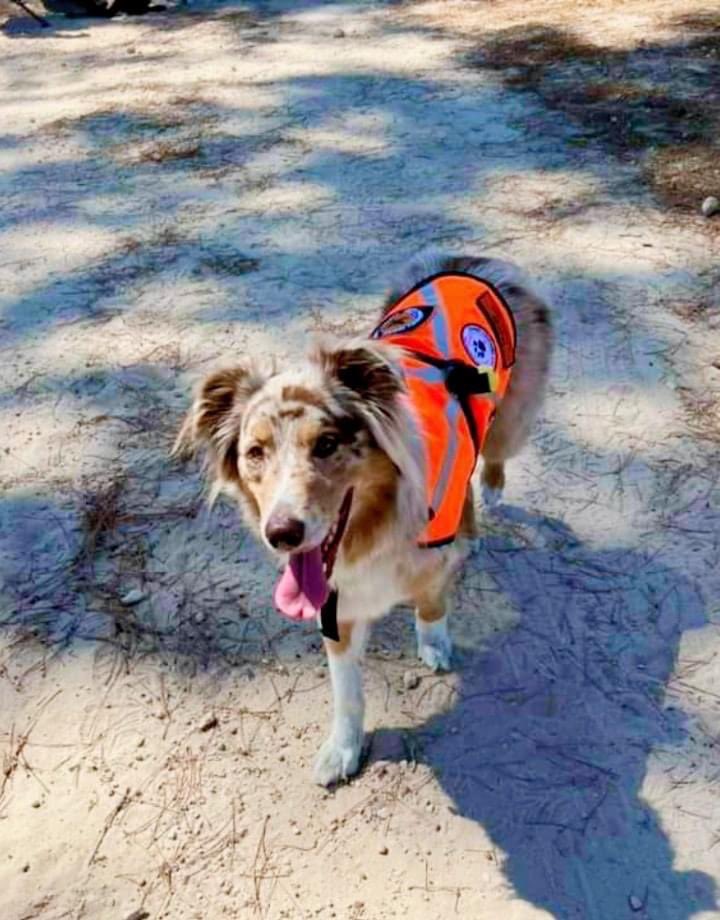 Congratulations to trainee area search dog Pippa on passing the SES Canine Units indication test. Pip has always had a strong touch indication but trainers have encouraged her handler to try and get a speak indication. With a jump and a woof she was successful. Well done!!