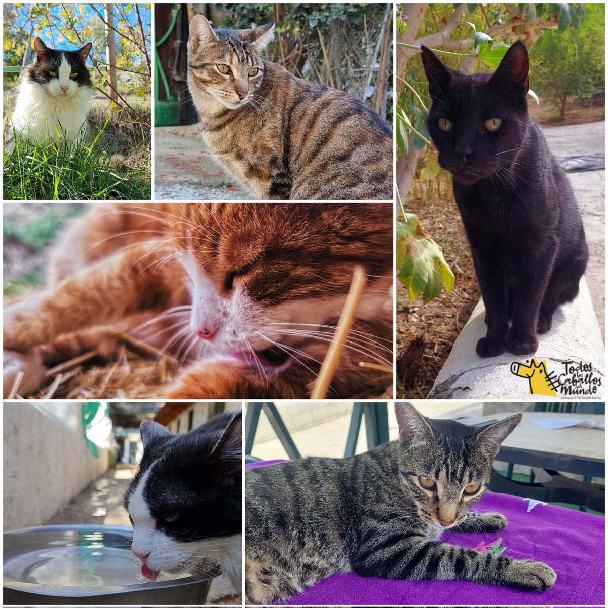 ProtectoraTlCdM's tweet photo. Por muchos años más a nuestro lado pequeños seres majestuosos. #FelizDíaInternacionalDelGato ❤️🐈 https://t.co/MXO4V8V5KD