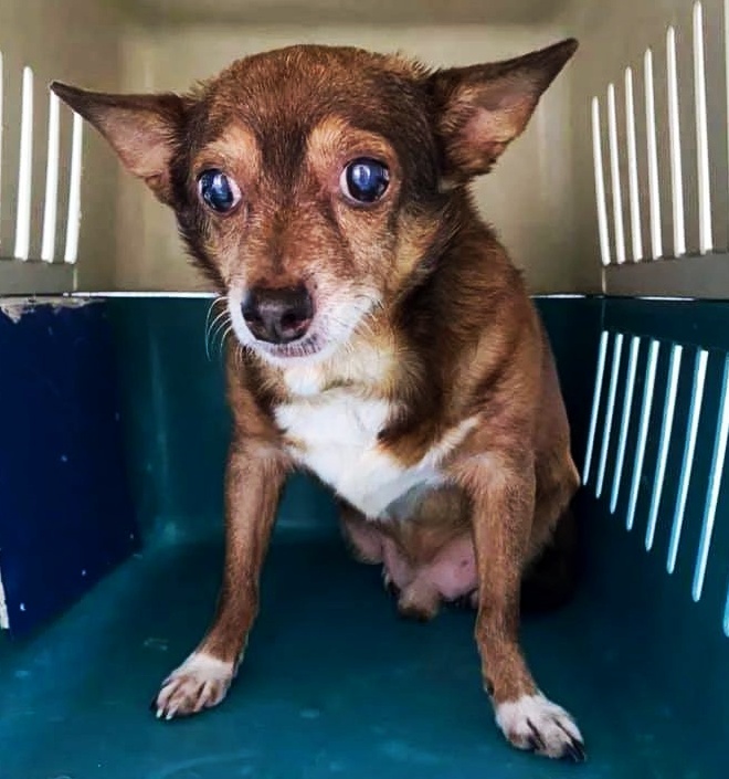 SosAbuelos1's tweet photo. #SCRAT (7 AÑOS) #SEVILLA
Su edad es un hándicap para encontrar familia 😟.. Y eso que ya está listo para irse a un buen hogar y olvidar todo un pasado de penurias.
Necesitamos que su difusión llegue lejos! A alguien con buen corazón

contacto@megacan.org https://t.co/PmdtGJHPFT