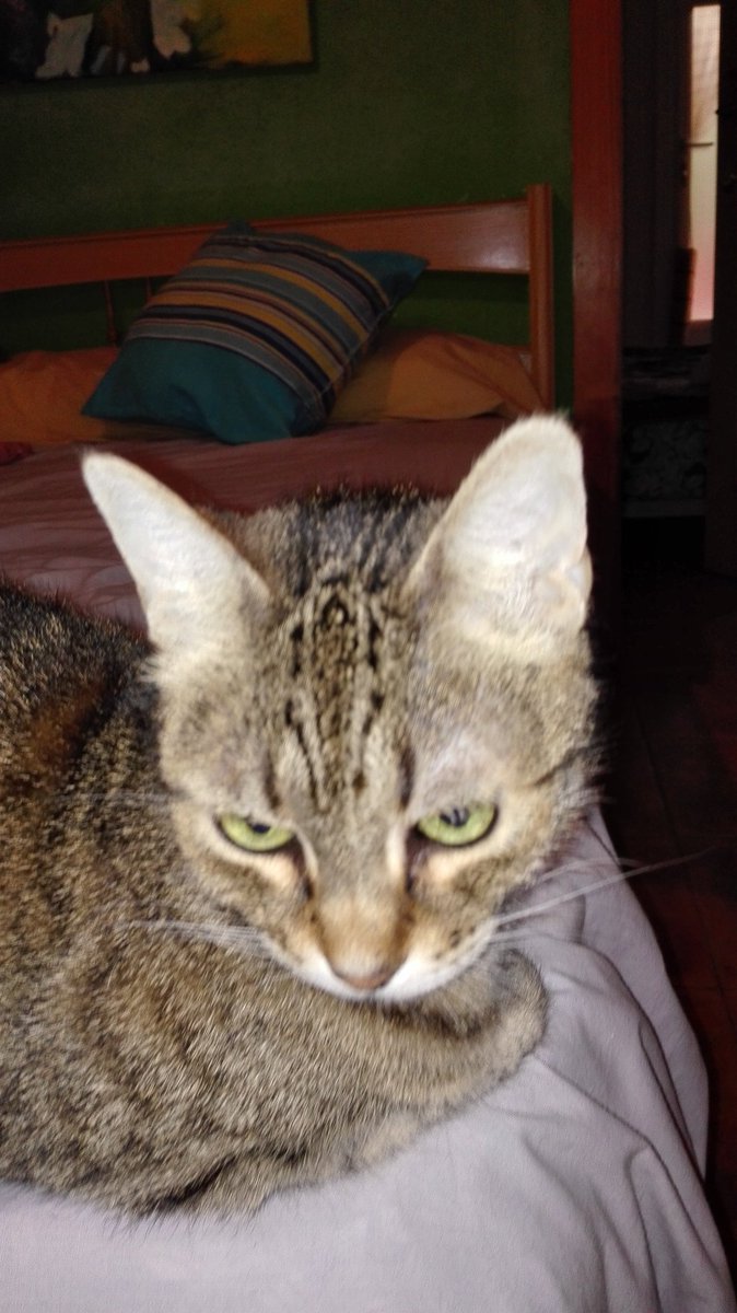 almysha1's tweet photo. Hoy #DiaInternacionalDelGato recordamos a nuestra niña, Mysha, que nos dejó el verano pasado https://t.co/uI1Vnyk5xg
