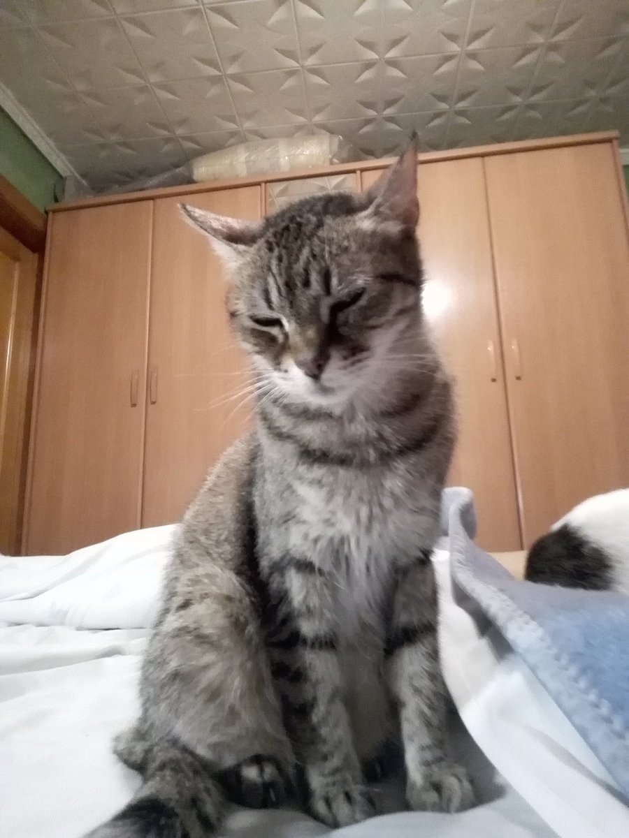 almysha1's tweet photo. Hoy #DiaInternacionalDelGato recordamos a nuestra niña, Mysha, que nos dejó el verano pasado https://t.co/uI1Vnyk5xg